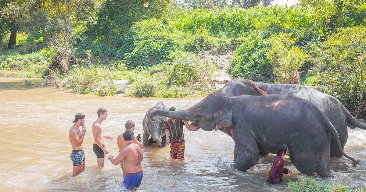 Thong Elephant Sanctuary Day Tour in Thailand Klook